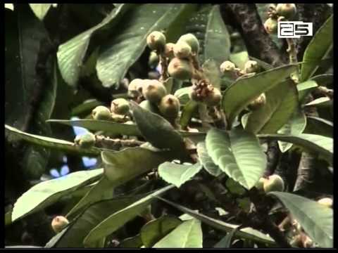 ერთდღიან ნალექს პროგნოზირებენ