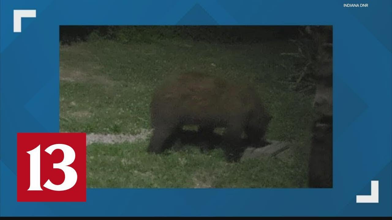 Black Bear Spotted In Southern Indiana YouTube black-bear-spotted-in-southern-indiana-youtube