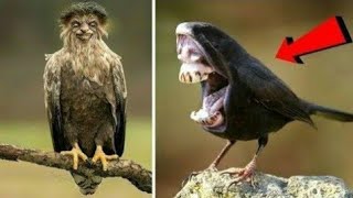20 Strange Birds You Won't Believe Exist!