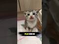 This Kitten Knows He’s Cute 🐈🐱💝#shorts