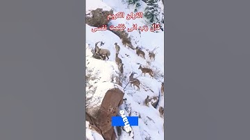 #القران_الكريم #تلاوه_خاشعه #المصحف #قال رب انیی ظلمت نفسی #الشيخ محمود الشحات #foryou