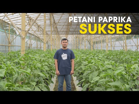 Video: Paprika In Dosen