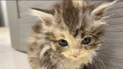 Watch the video about 🐾Persian cats Kitten meowing-🥰🥰beautiful Kitten ￼ everyone✔️