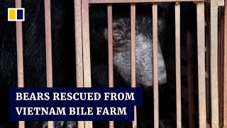 Caged for 20 years, 5 bears from Vietnam’s illegal bile extraction farm are free