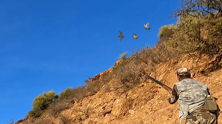 Hunting Partridges and Hares Season 2025/2026 PART 7 - KHEMISSET - TIZITIN