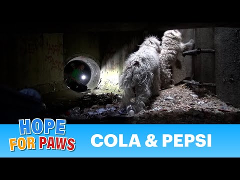 Hope For Paws: Bonded poodles struggling to survive in a sewer get a heartwarming rescue #dog
