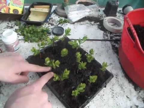 Video: Reproduction Of Spirea By Cuttings: Cuttings Of Spirea In Summer. How To Propagate In Spring And Autumn? Rooting Cuttings