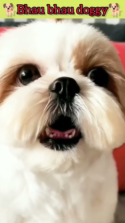 bhau bhau dogi #trending #viral #191 #shortvideo #690 #4kviral #dogbarking #puppy #shorts #short