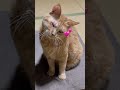 おいらの船は300トン#北見恭子#出光仁美#演歌 #ねこ#座布団 #おもしろ #cat #チャンネル登録お願いします #猫のいる暮らし #応援お願いします #かわいい猫 #保護猫 #猫のいる生活
