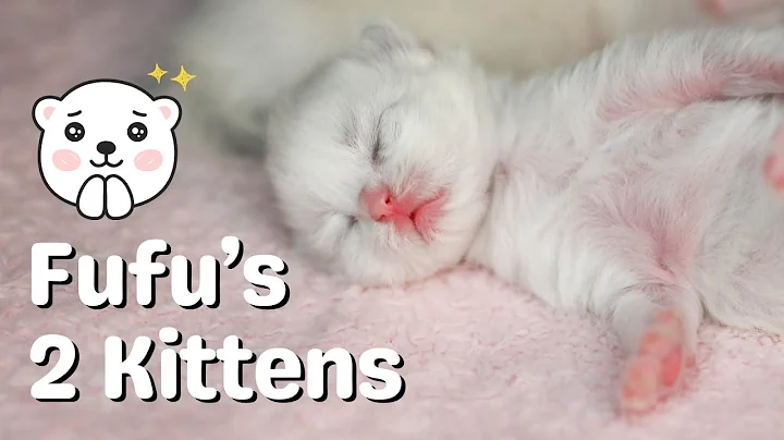 Video 7055191: cat kitten cute, cute kittens growing, cat old