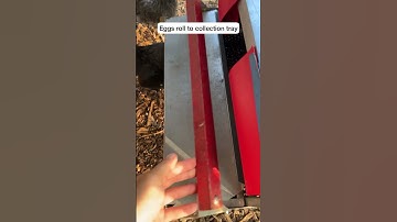 How To Keep Chicken Eggs Clean!