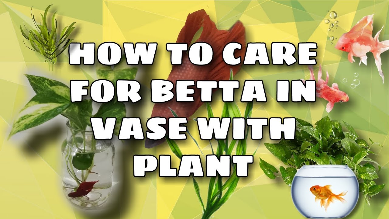 HOW TO CARE FOR A BETTA FISH IN VASE WITH PLANT 