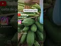 Huerto de papayas en casa