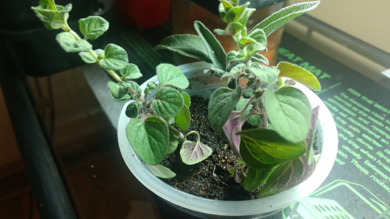 When to transplant oregano cuttings into soil? Advice for New gardeners and tutorial. - YouTube