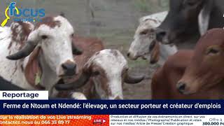 ACTUALITÉ GABON🇬🇦/ViSITE DE LA FERME AGRICOLE NTOUM/NDEDE DU PRÉSIDENT OLIGUI NGEMA.