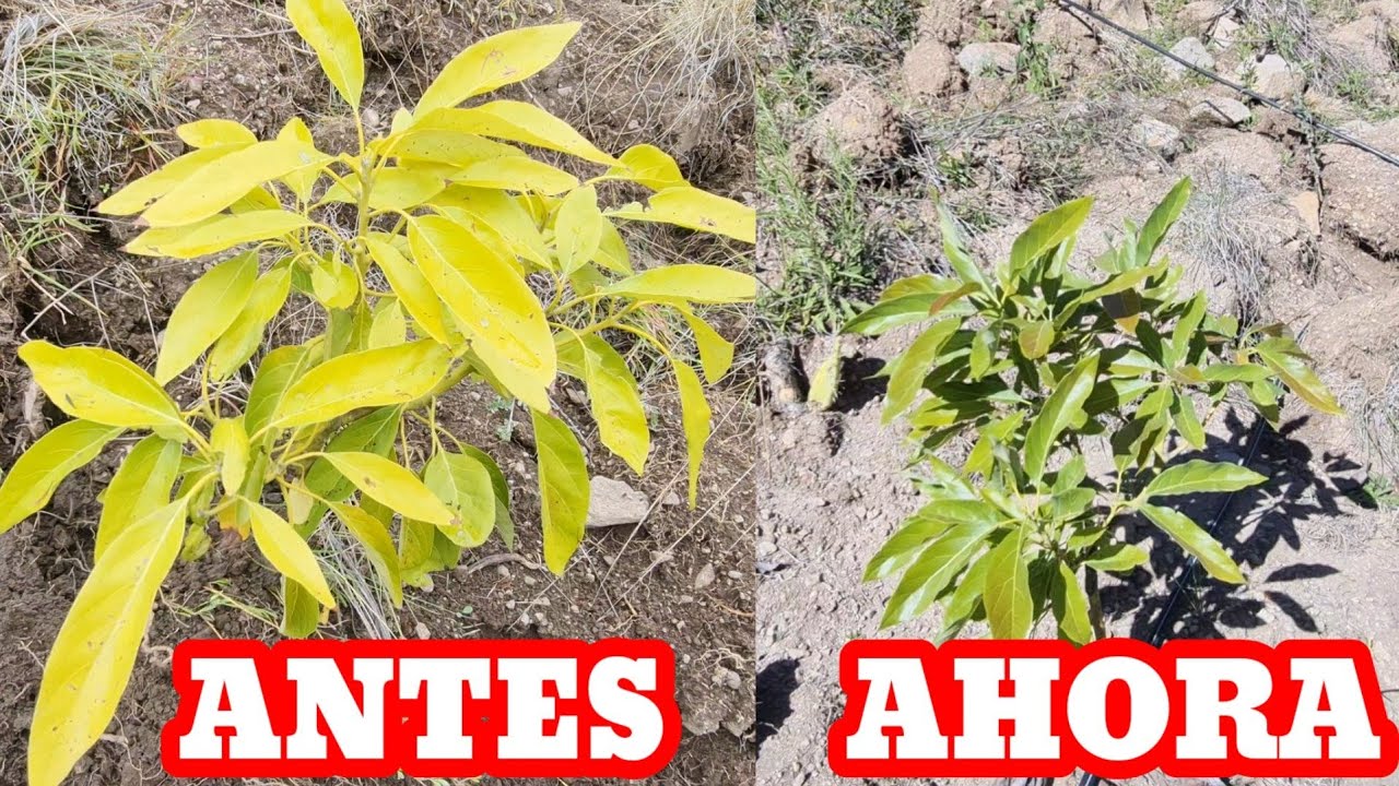 POR que se AMARILLA las HOJAS DE LA PALTA O AGUACATE ..es por una