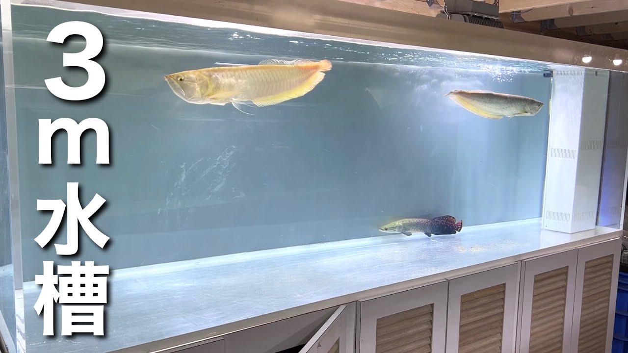 アロワナとピラルクを3m水槽にお引っ越ししました
