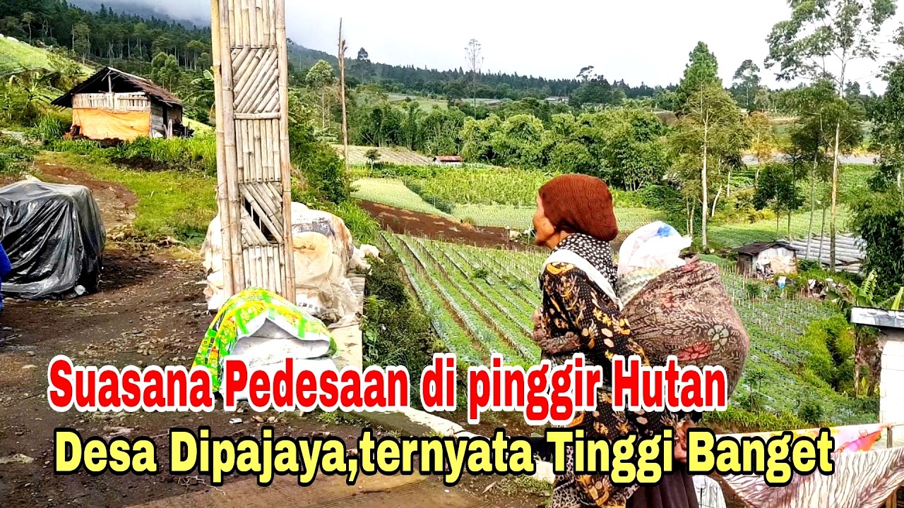 INDAH BANGET‼  DIPAJAYA DESA PALING TINGGI DI KEC.PULOSARI, DI PINGGIR HUTAN GUNUNG SLAMET