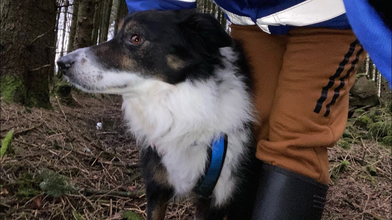 Glentrool Forest/ Fell Over/ Tractor 23/01/2026