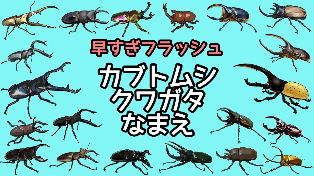 昆虫の名前】高速！知育フラッシュカード 20種以上〈カブトムシ