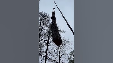 PRECISION #crane #climber #trees #treeclimbing #treework #professional #arboriculture
