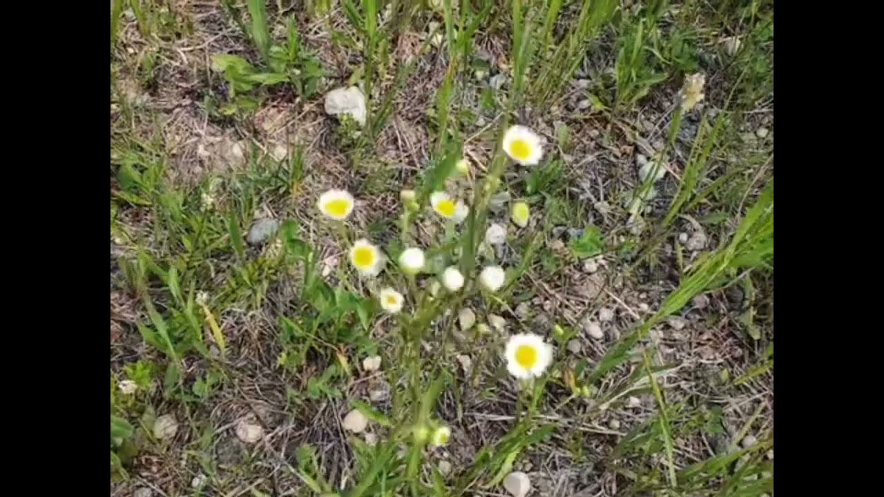 South of Esterhazy, Saskatchewan and north of the Qu'Appelle Valley summer 2025