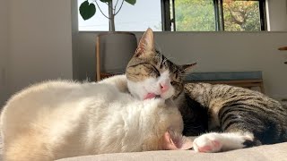 大好きが止まらない甘えんボーイズの日向ぼっこ😽 by むにふわ日記 5,134 views 13 days ago 4 minutes, 27 seconds