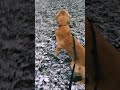Inquisitive