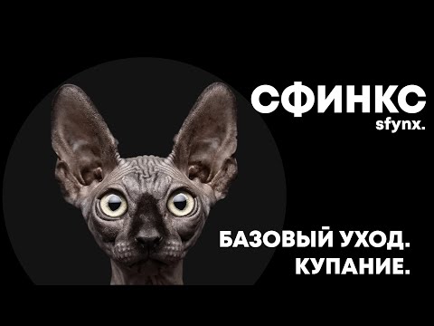 СФИНКС. БАЗОВЫЙ УХОД. КУПАНИЕ.