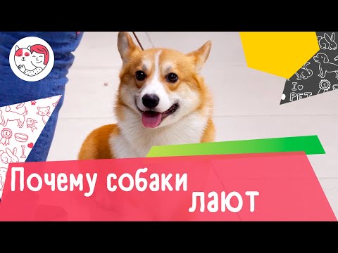 Почему собаки лают: 5 распространенных причин