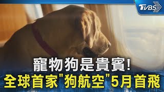 寵物狗是貴賓! 全球首家「狗航空」5月首飛｜TVBS新聞 @TVBSNEWS02