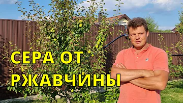 сера против ржавчины на груше, экологически чистое средство
