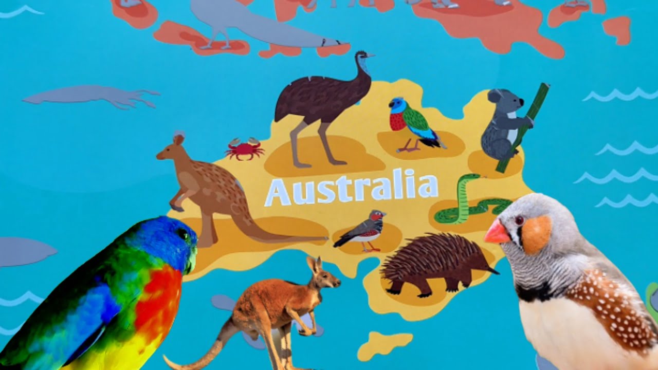 Learn Animal names /Let's scratch off animals of Australia and guess