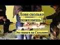 Лови сколько пожелаешь! Это навага на Сахалине!