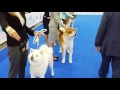 WDS 2016   AKITA   Males  Champion class