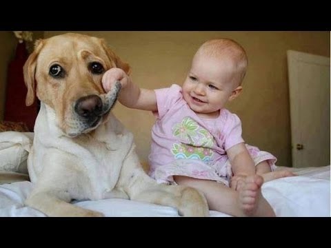 Bambini Divertenti Cani Fastidiosi Simpatico Cane Youtube