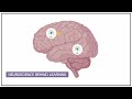 Neuroscience Behind Learning: Unraveling Myths and Mechanisms