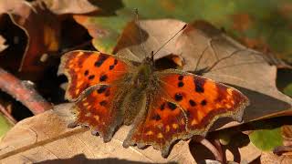 Comma (Polygonia c-album)