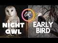 Early Bird or Night Owl | 100 Days Motivation | Motivational Guide
