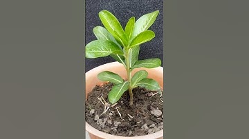 How to make vinca plant bushy#shorts