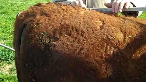 Linear Measuring Cattle - Rump Length.MP4  Gearld ...