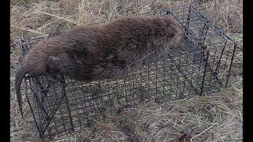 Beaver Trapping with Tomahawk Live Traps