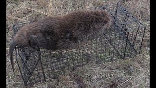 Beaver Trapping With Tomahawk Live Traps