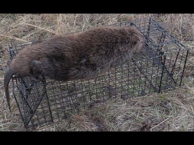 Caught a beaver in my hav-a-heart trap this morning.