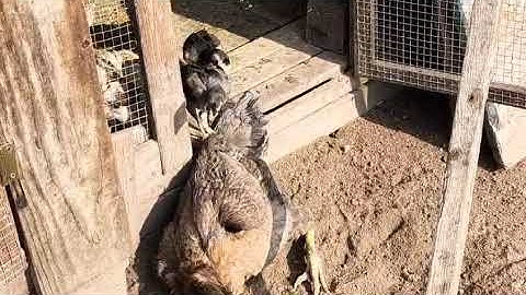 Menyuam Qaib Ej 20240725