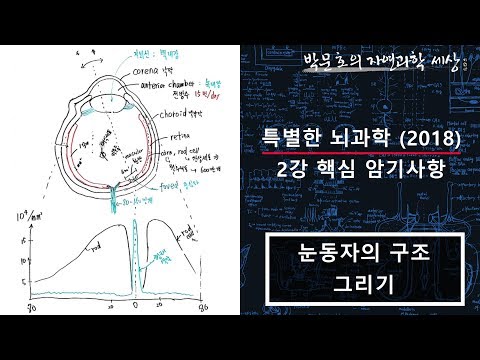 2.간상세포와 원추세포