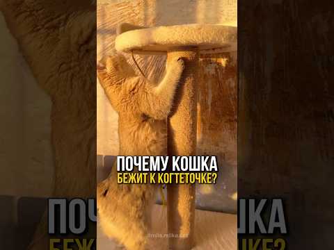 Почему кошка бежит к когтеточке, когда вы приходите домой? #кошка #кот #кошки #котенок #коты