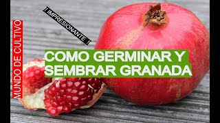 sembrar semillas germinar granadas