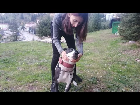 Az Bulunan Köpek Cinslerinden Tekila İsimli Sevimli Dişi Köpek, Kuşlara Çok Meraklı.