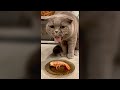 Cat Gets Disgusted When Smelling Shrimps - Funny Cat Videos 🐾